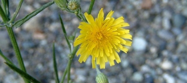 скерда кровельная (crepis tectorum l.)