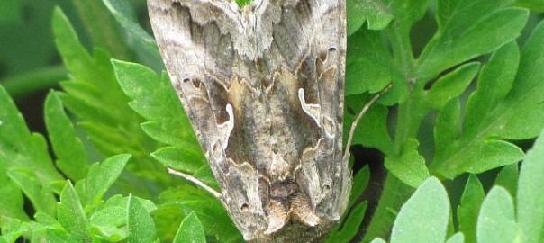 совка гамма (autographa gamma l.)