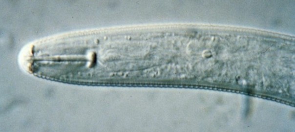 соевая нематода, соевая гетеродера, соевая цистообразующая нематода (heterodera glycines ichinohe)