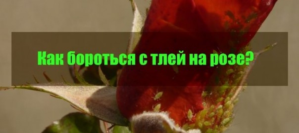 борьба с тлей на розах