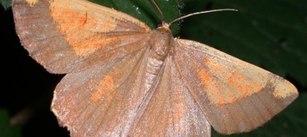 сливовая пяденица (angerona prunaria l.)