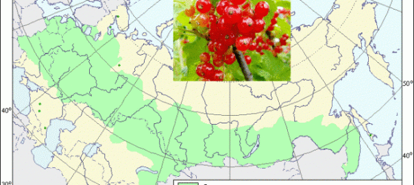 смородина красная (ribes rubrum l.)