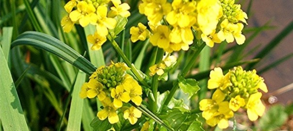 сурепка обыкновенная (barbarea vulgaris r.br.)